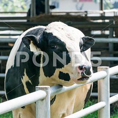 043061435-dairy-cow-farm-cows